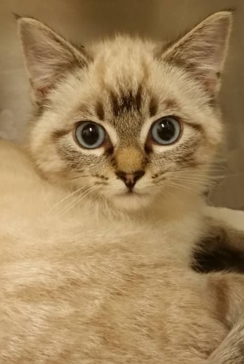 372-15 MYSTICAL MOLLY